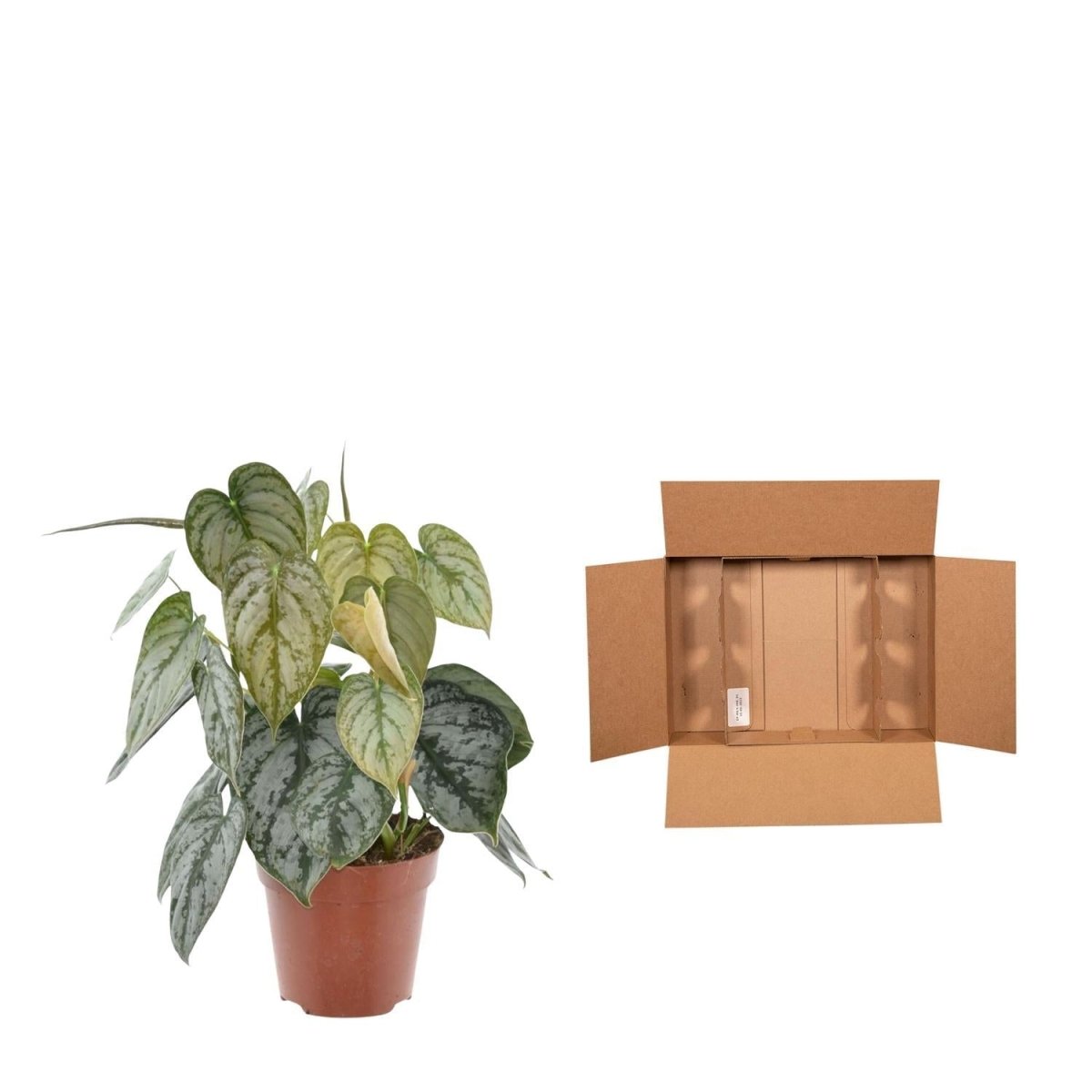 Philodendron Brandtianum 4 - LushLeaf | Online planten bestellen