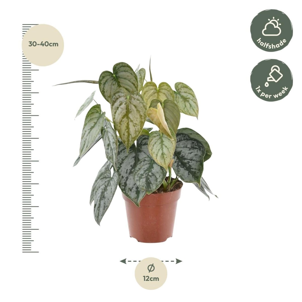 Philodendron Brandtianum 3 - LushLeaf | Online planten bestellen