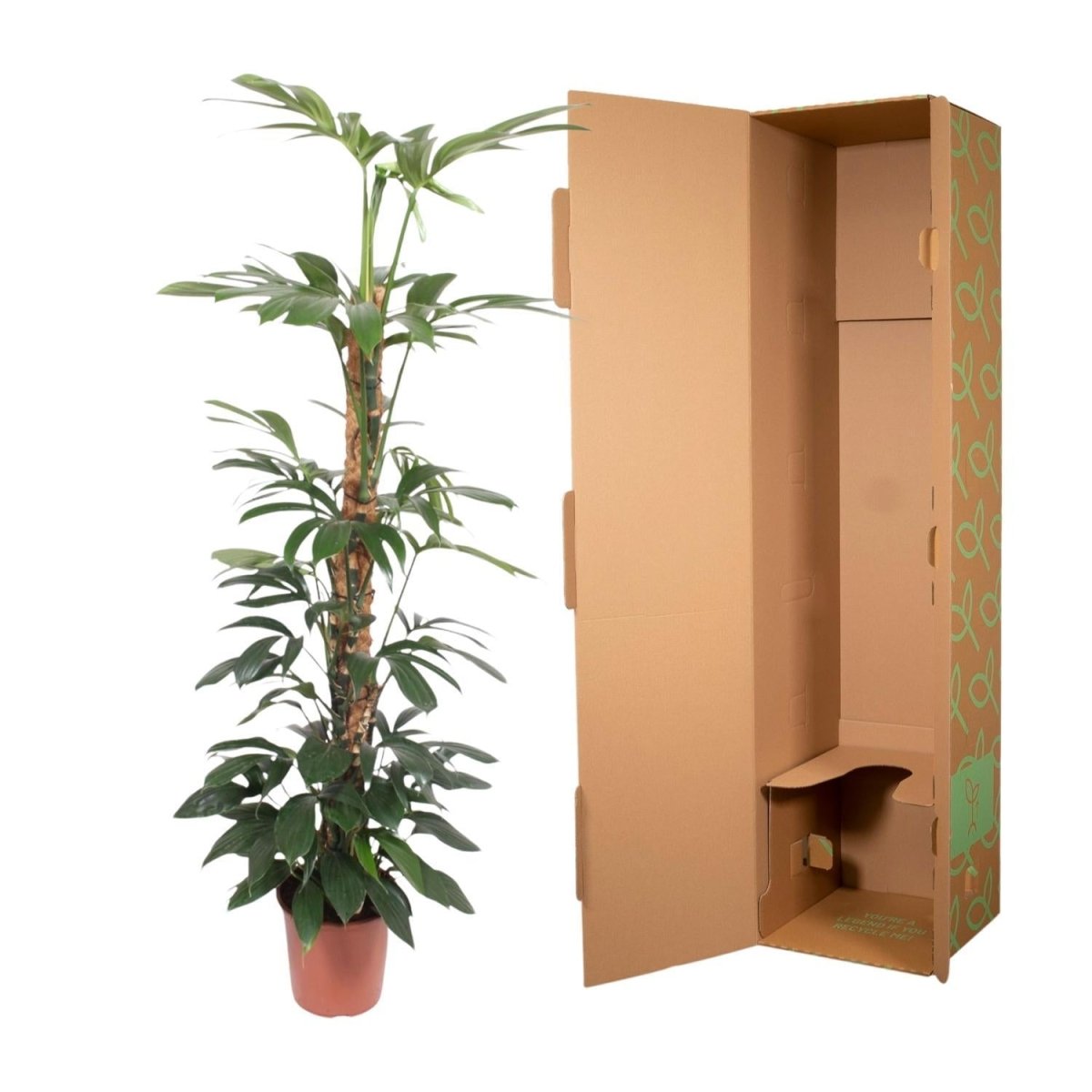 Philodendron Dragon Tail mosstok 5 - LushLeaf | Online planten bestellen