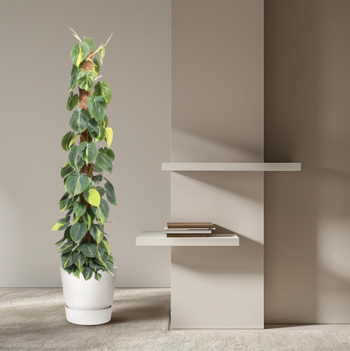 Philodendron Scandens Brasil mosstok 3 - LushLeaf | Online planten bestellen