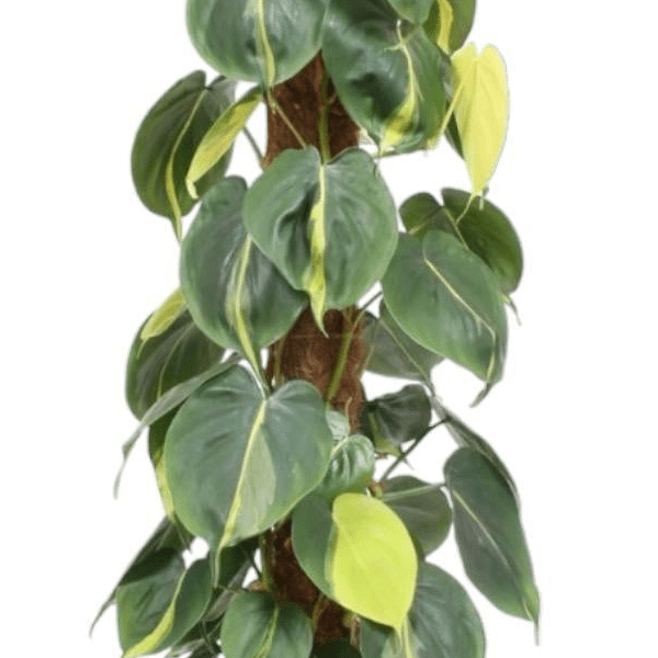 Philodendron Scandens Brasil mosstok 2 - LushLeaf | Online planten bestellen