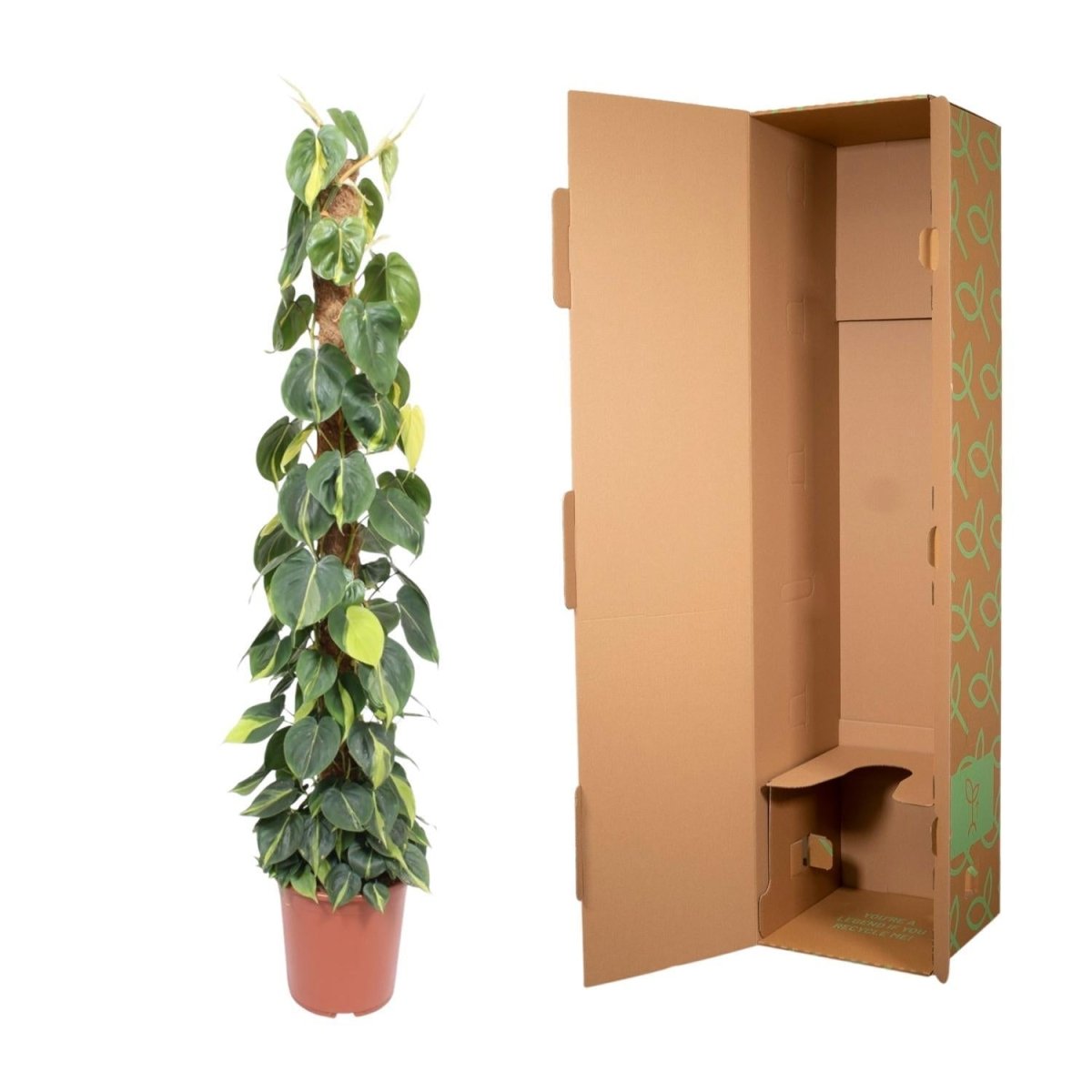 Philodendron Scandens Brasil mosstok 5 - LushLeaf | Online planten bestellen