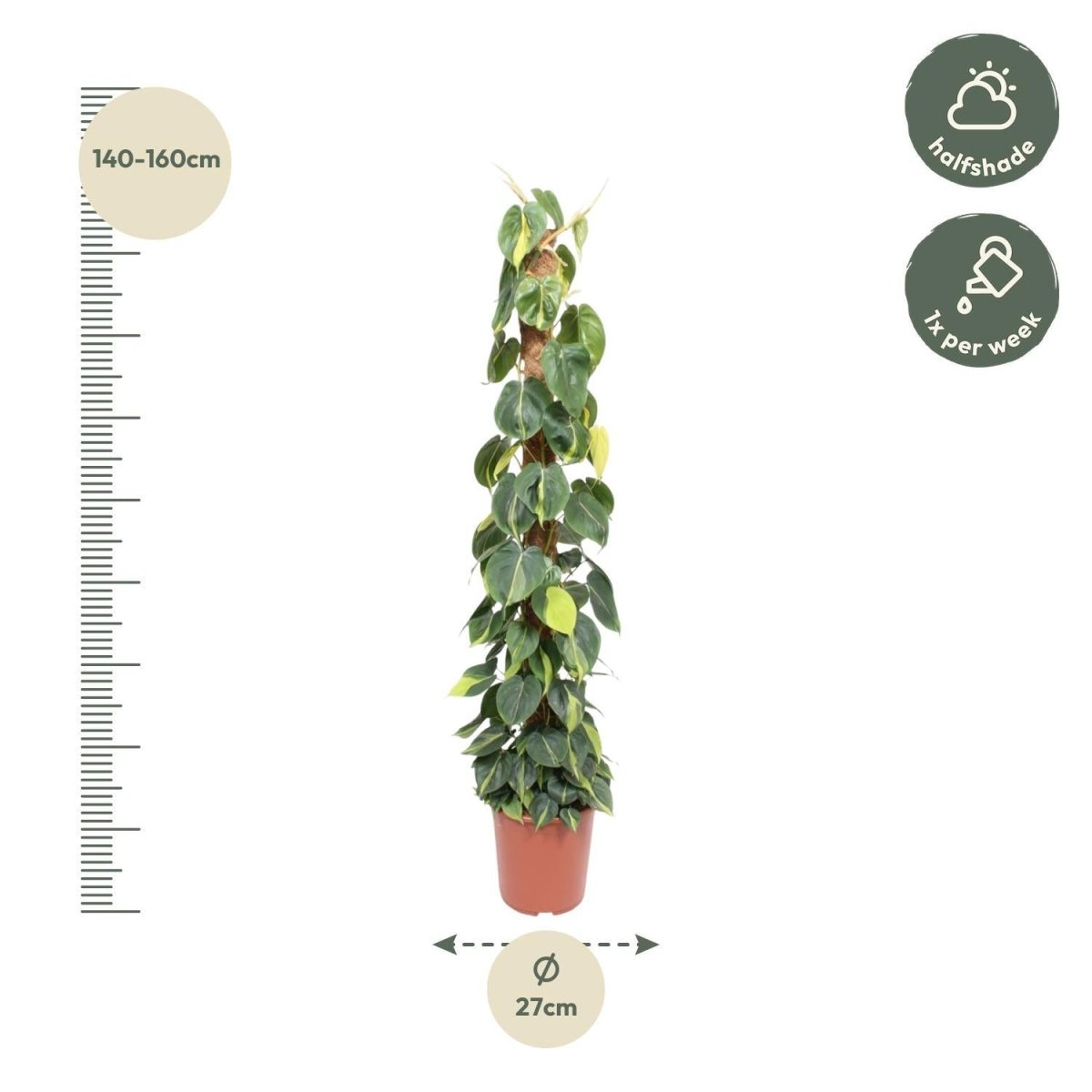 Philodendron Scandens Brasil mosstok 4 - LushLeaf | Online planten bestellen