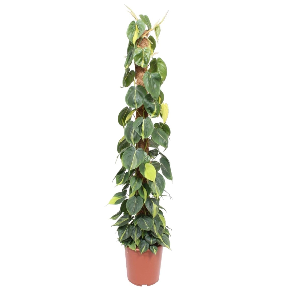 Philodendron Scandens Brasil mosstok 1 - LushLeaf | Online planten bestellen