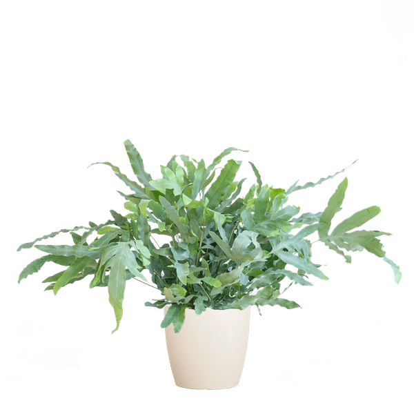 Phlebodium Aureum Blue Star met pot 6 - LushLeaf | Online planten bestellen