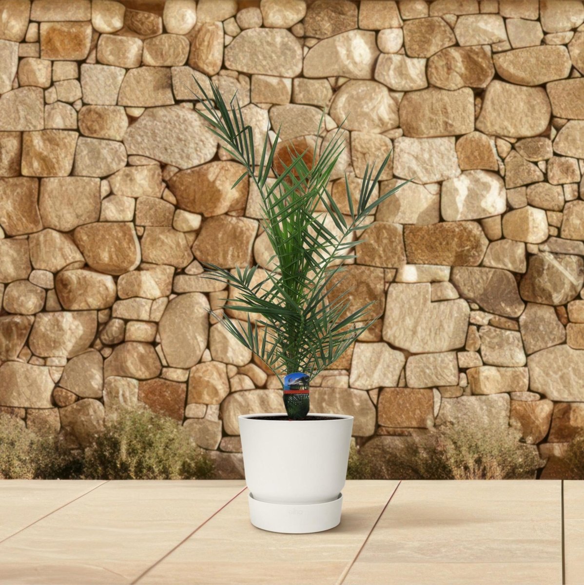 Phoenix Canariensis 3 - LushLeaf | Online planten bestellen