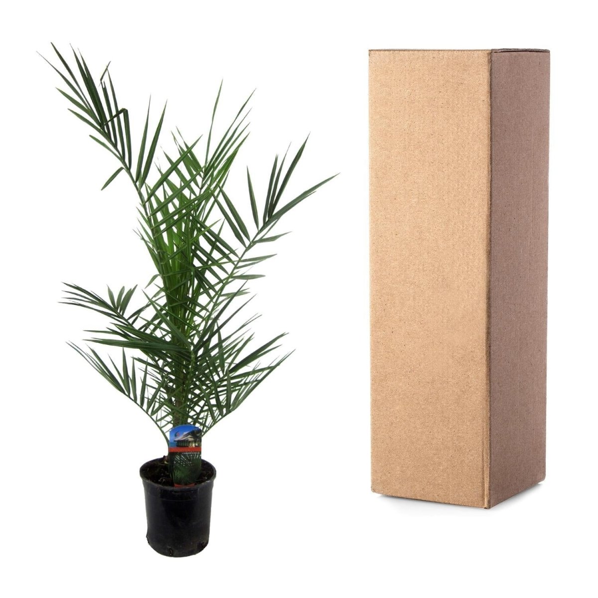 Phoenix Canariensis 5 - LushLeaf | Online planten bestellen