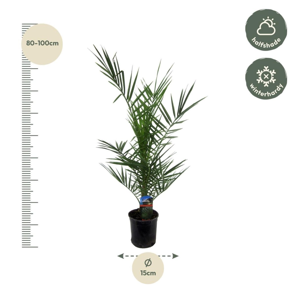 Phoenix Canariensis 4 - LushLeaf | Online planten bestellen