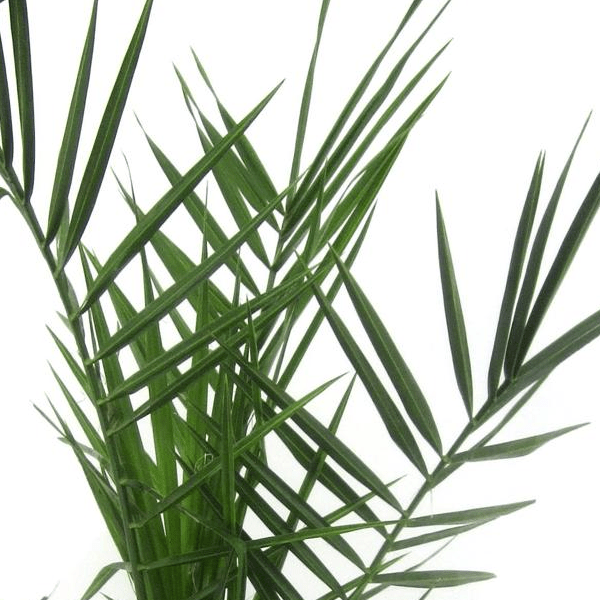 Phoenix Canariensis 2 - LushLeaf | Online planten bestellen