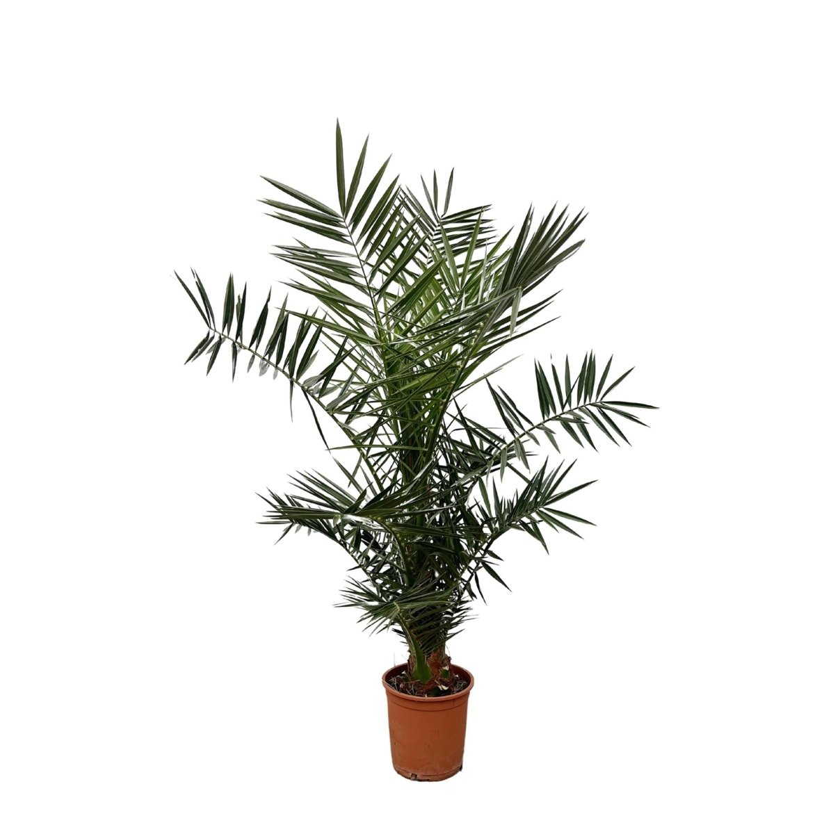 Phoenix Canariensis 6 - LushLeaf | Online planten bestellen