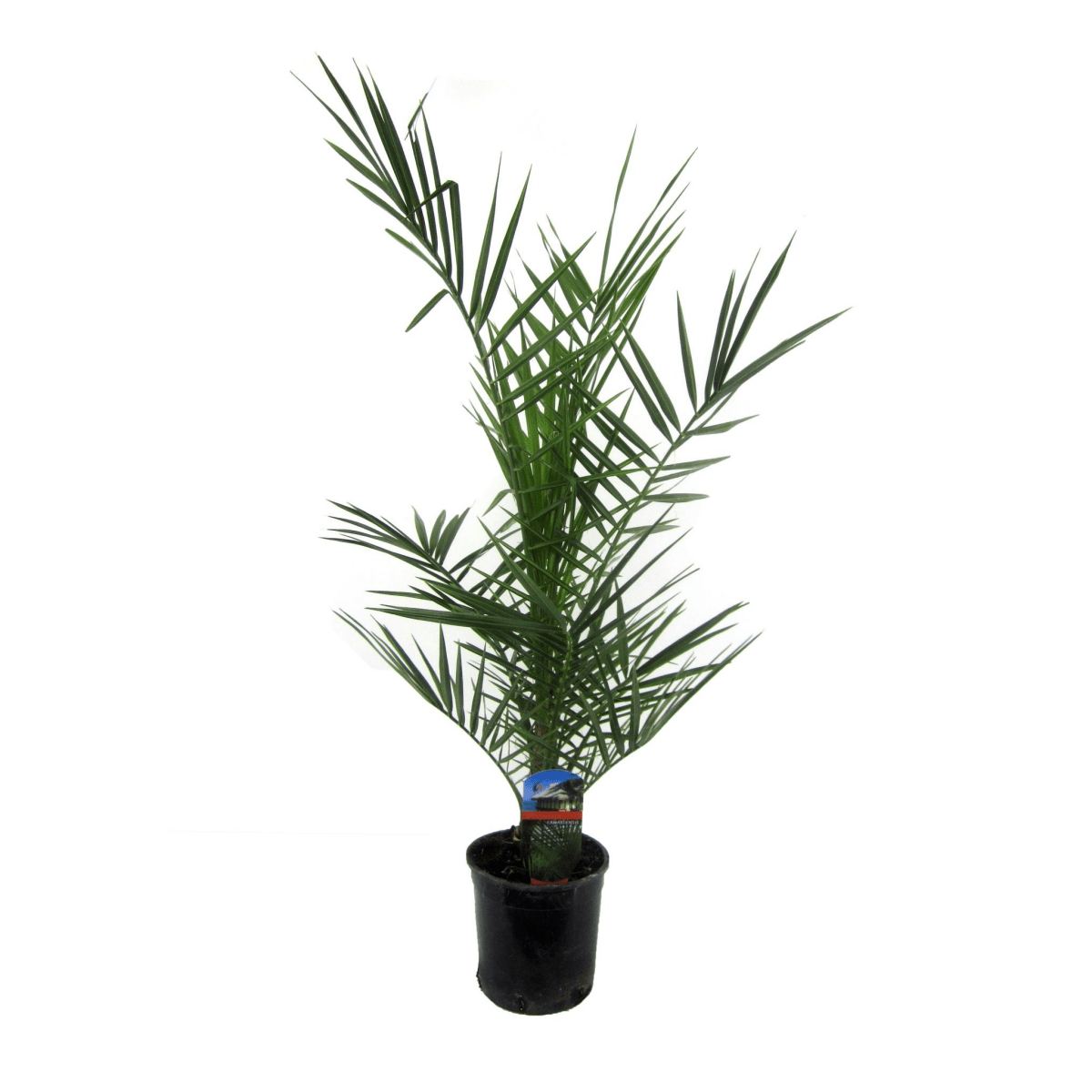 Phoenix Canariensis 1 - LushLeaf | Online planten bestellen