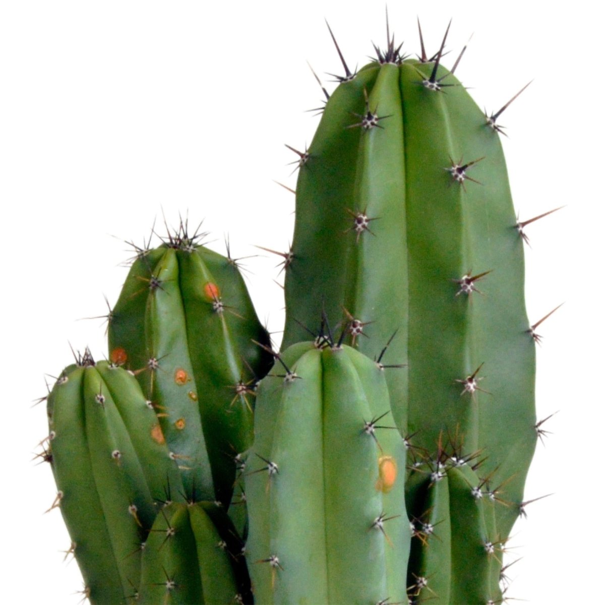 Polaskia chula 2 - LushLeaf | Online planten bestellen