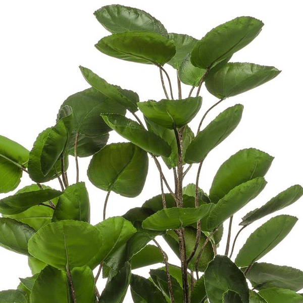 Polyscias - Aralia | Kunstplant 2 - LushLeaf | Online planten bestellen