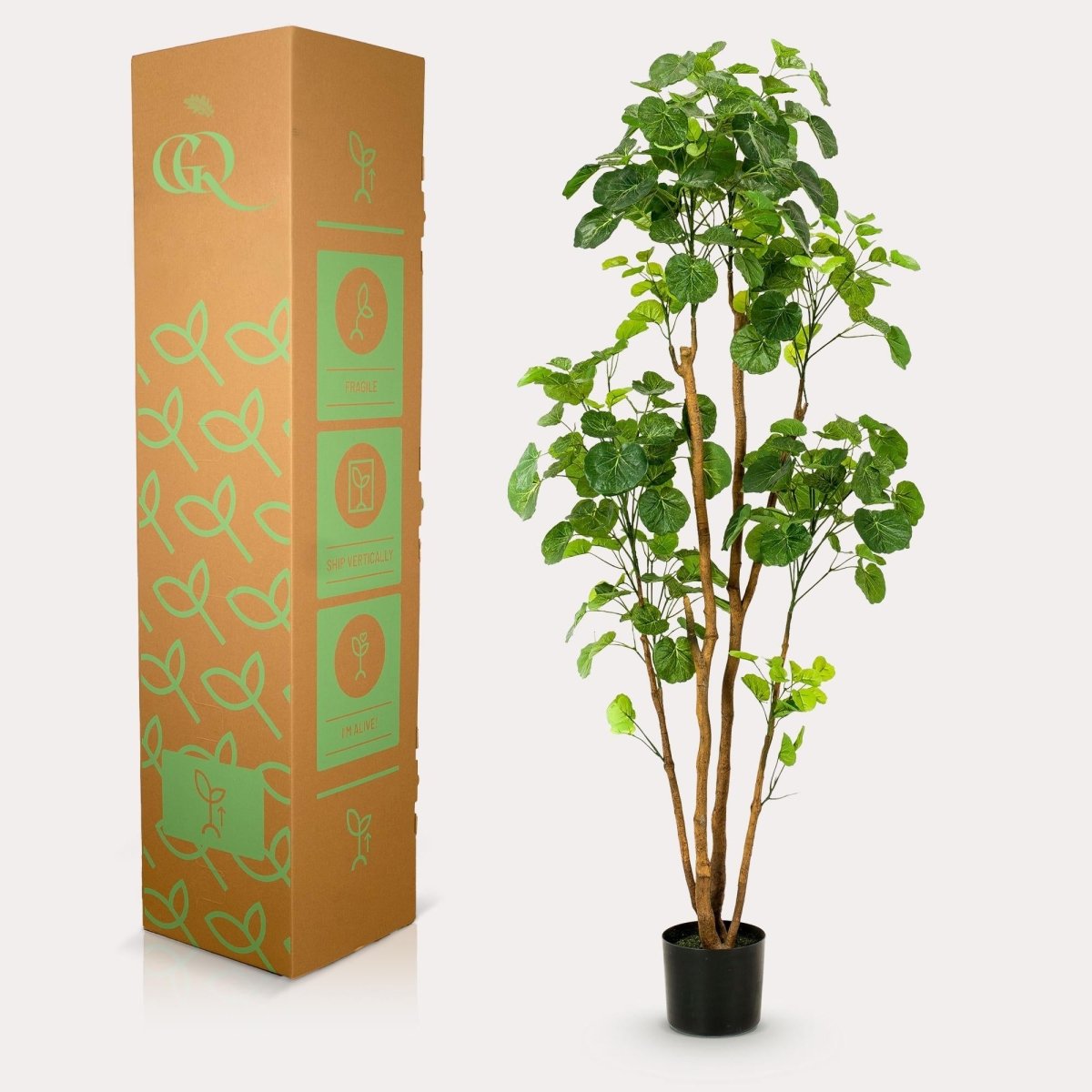 Polyscias - Aralia | Kunstplant 4 - LushLeaf | Online planten bestellen