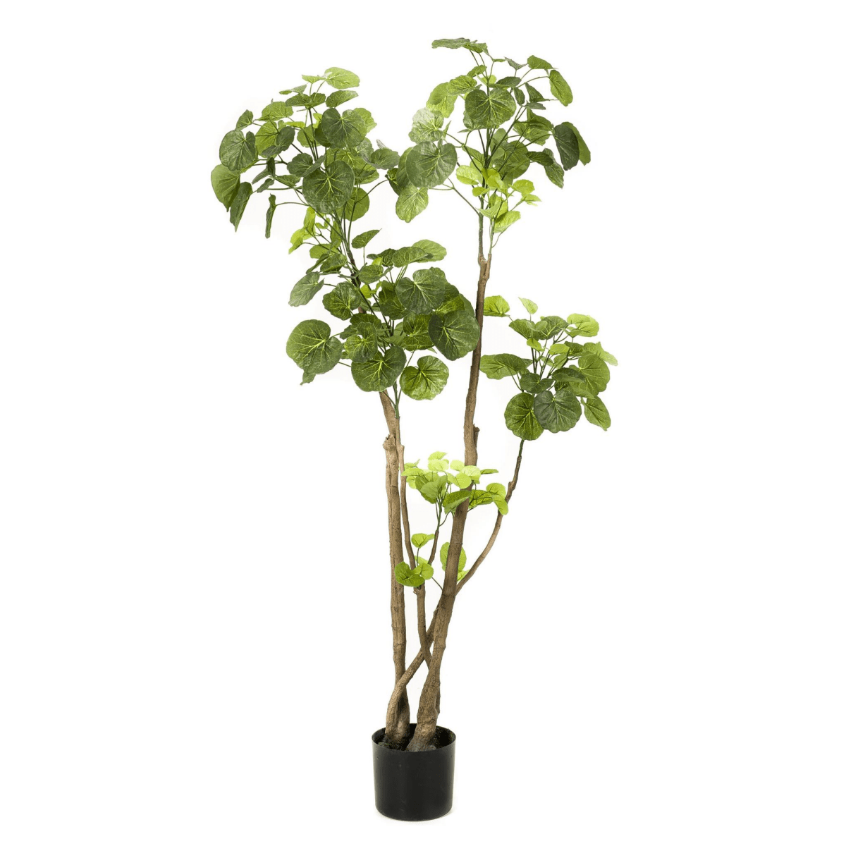 Polyscias - Aralia | Kunstplant 5 - LushLeaf | Online planten bestellen