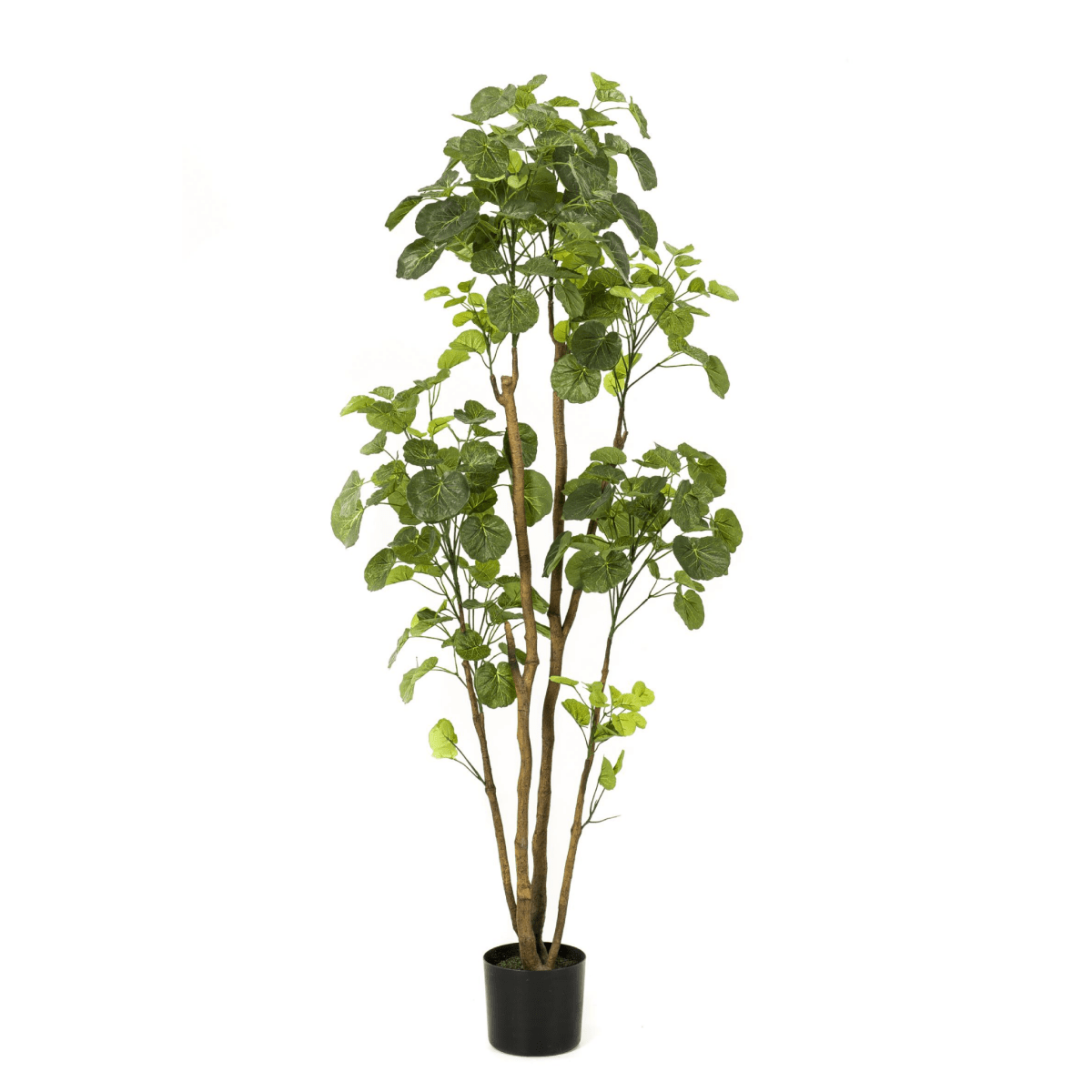 Polyscias - Aralia | Kunstplant 7 - LushLeaf | Online planten bestellen