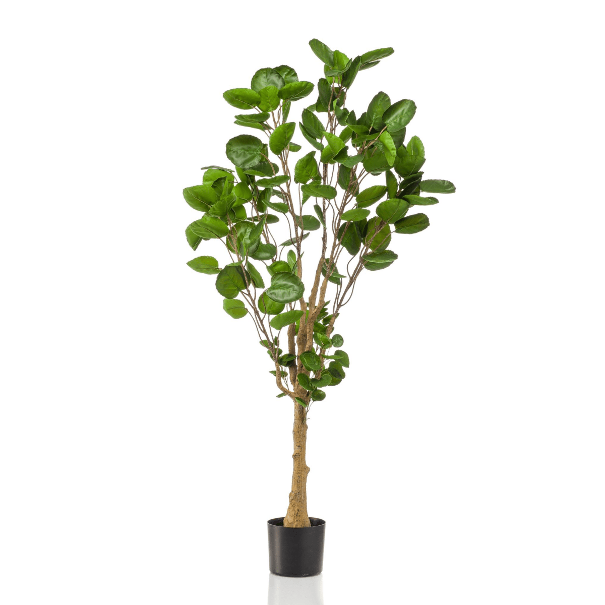 Polyscias - Aralia | Kunstplant 6 - LushLeaf | Online planten bestellen