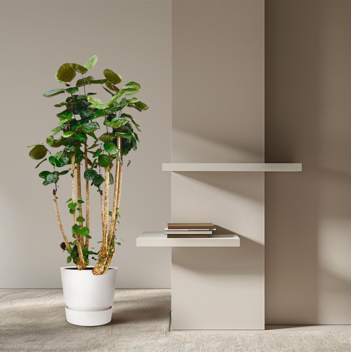 Polysicas Fabian | XL 3 - LushLeaf | Online planten bestellen