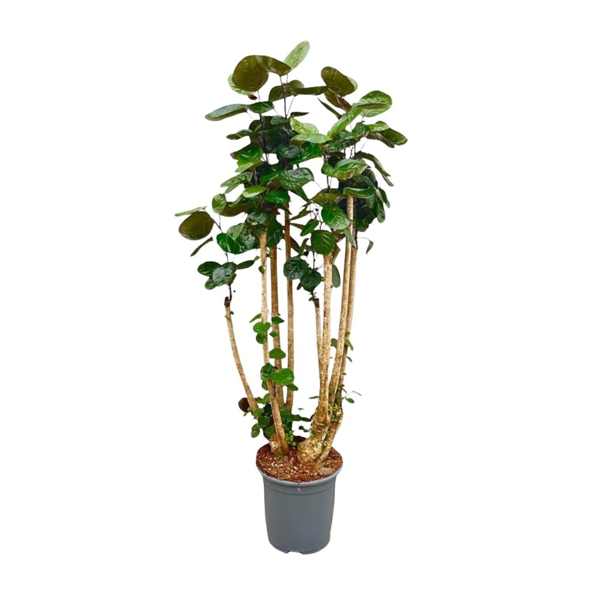 Polysicas Fabian | XL 1 - LushLeaf | Online planten bestellen
