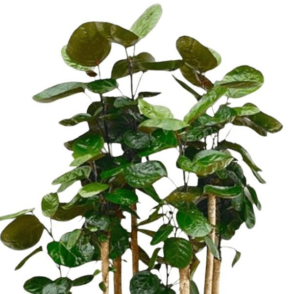Polysicas Fabian | XL 2 - LushLeaf | Online planten bestellen