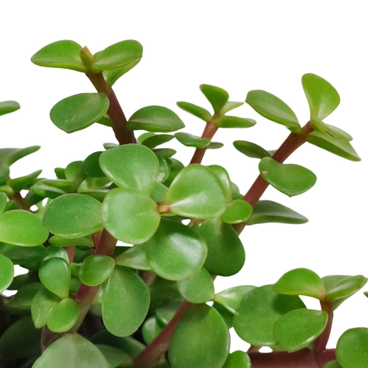 Portulacaria afra 2 - LushLeaf | Online planten bestellen