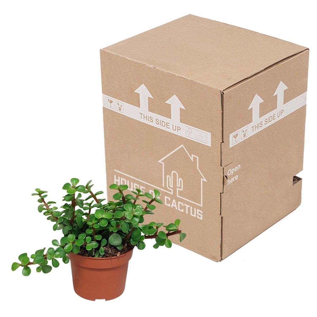 Portulacaria afra 3 - LushLeaf | Online planten bestellen
