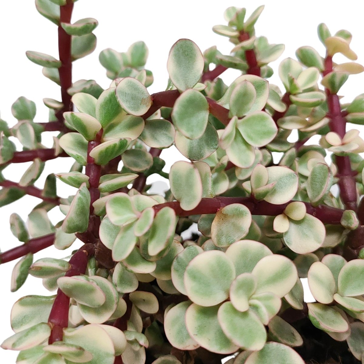 Portulacaria afra Variegata 2 - LushLeaf | Online planten bestellen