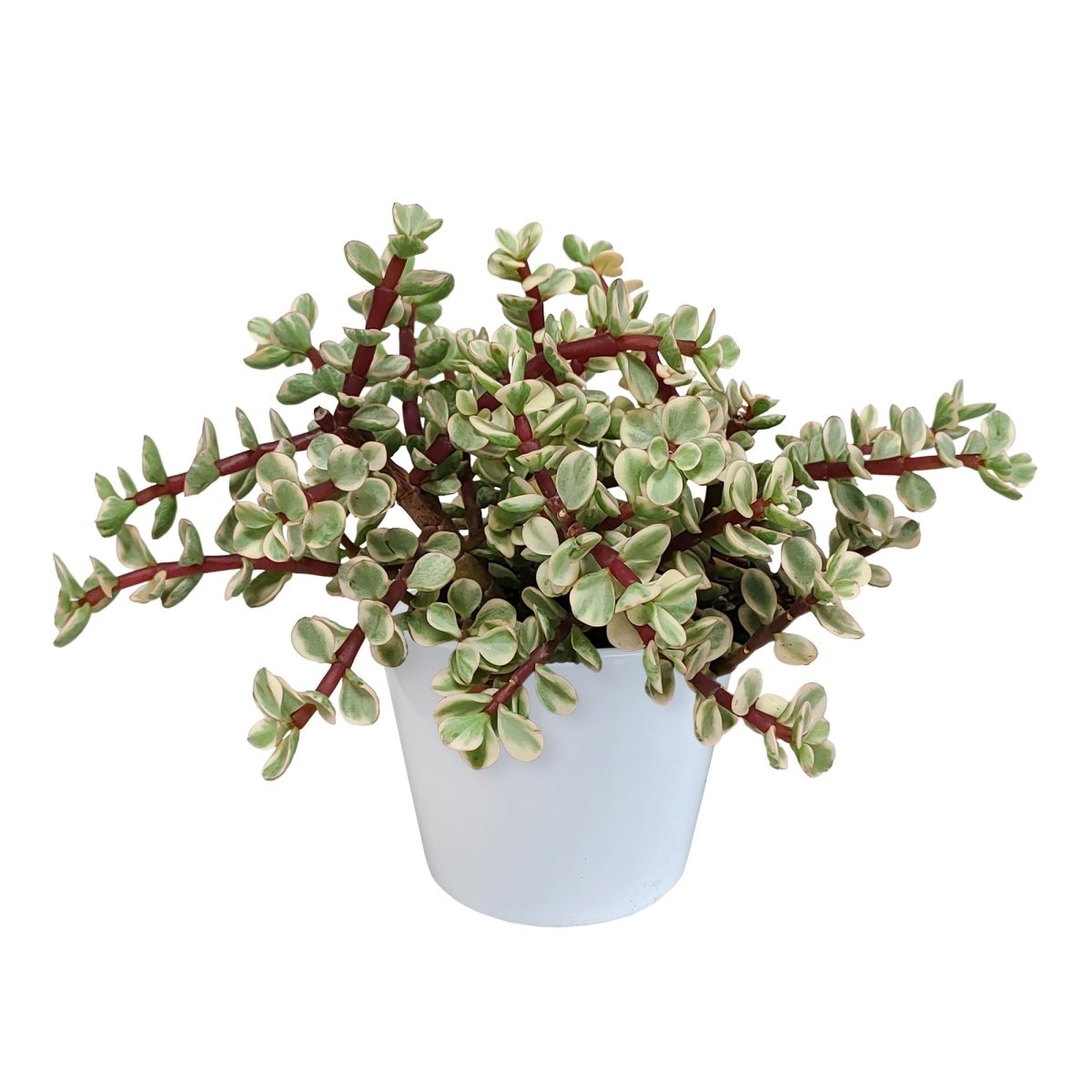 Portulacaria afra Variegata 4 - LushLeaf | Online planten bestellen