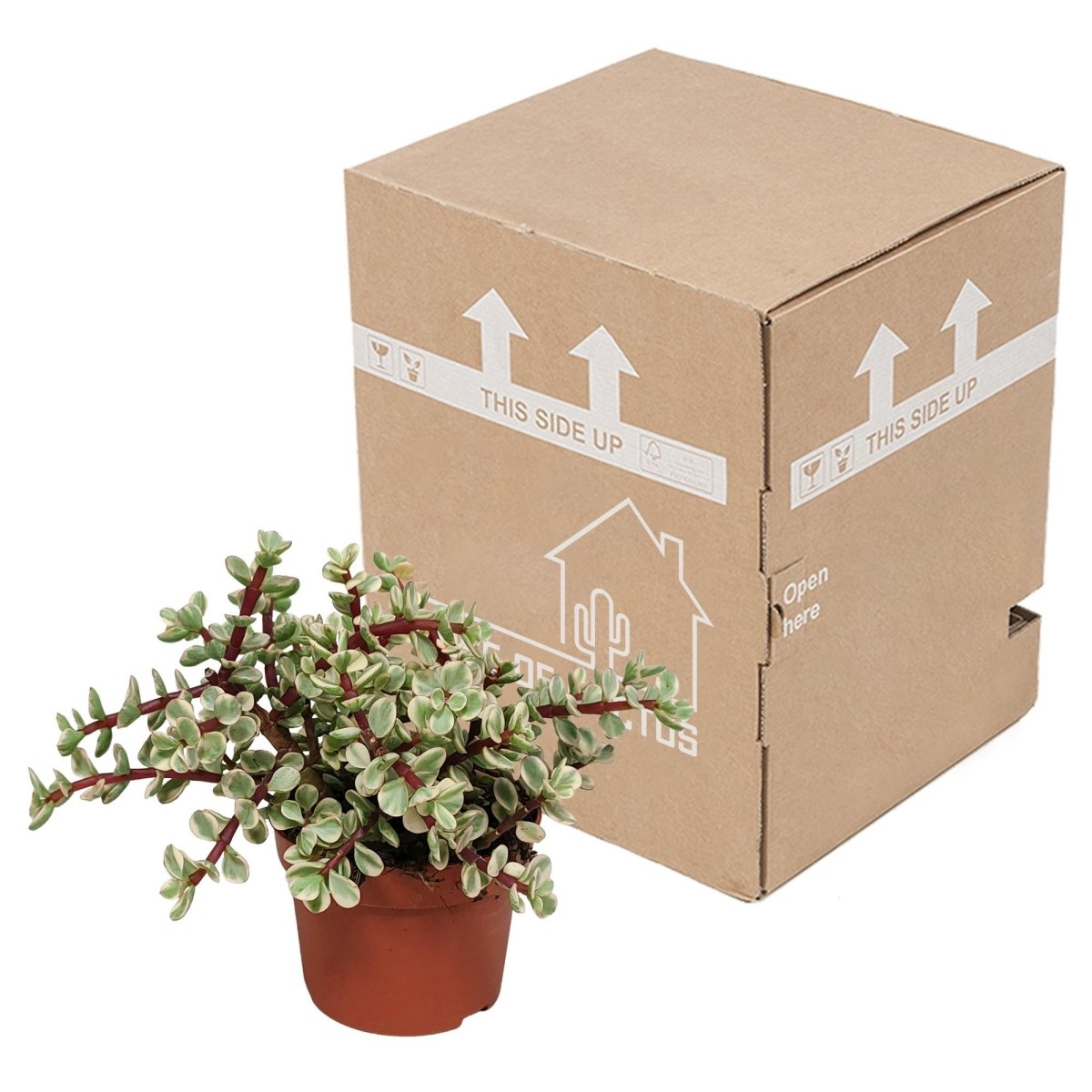 Portulacaria afra Variegata 3 - LushLeaf | Online planten bestellen
