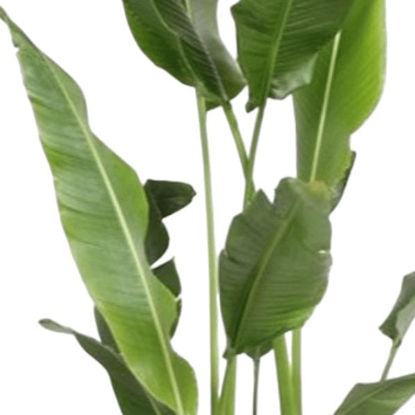 Ravenala Madagascariensis 2 - LushLeaf | Online planten bestellen