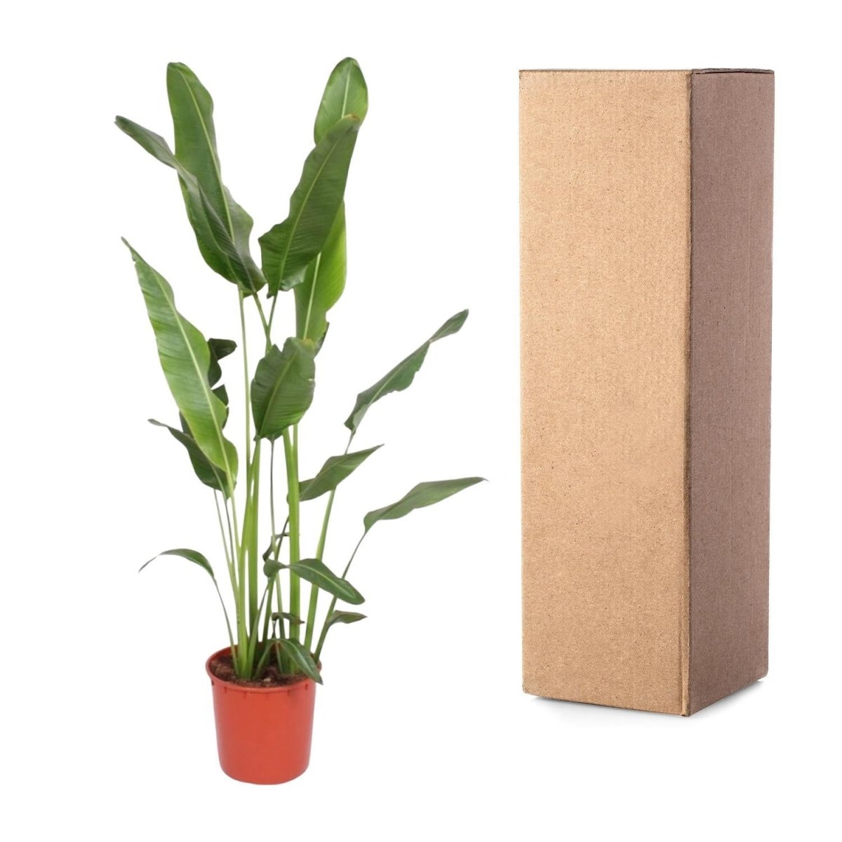 Ravenala Madagascariensis 5 - LushLeaf | Online planten bestellen