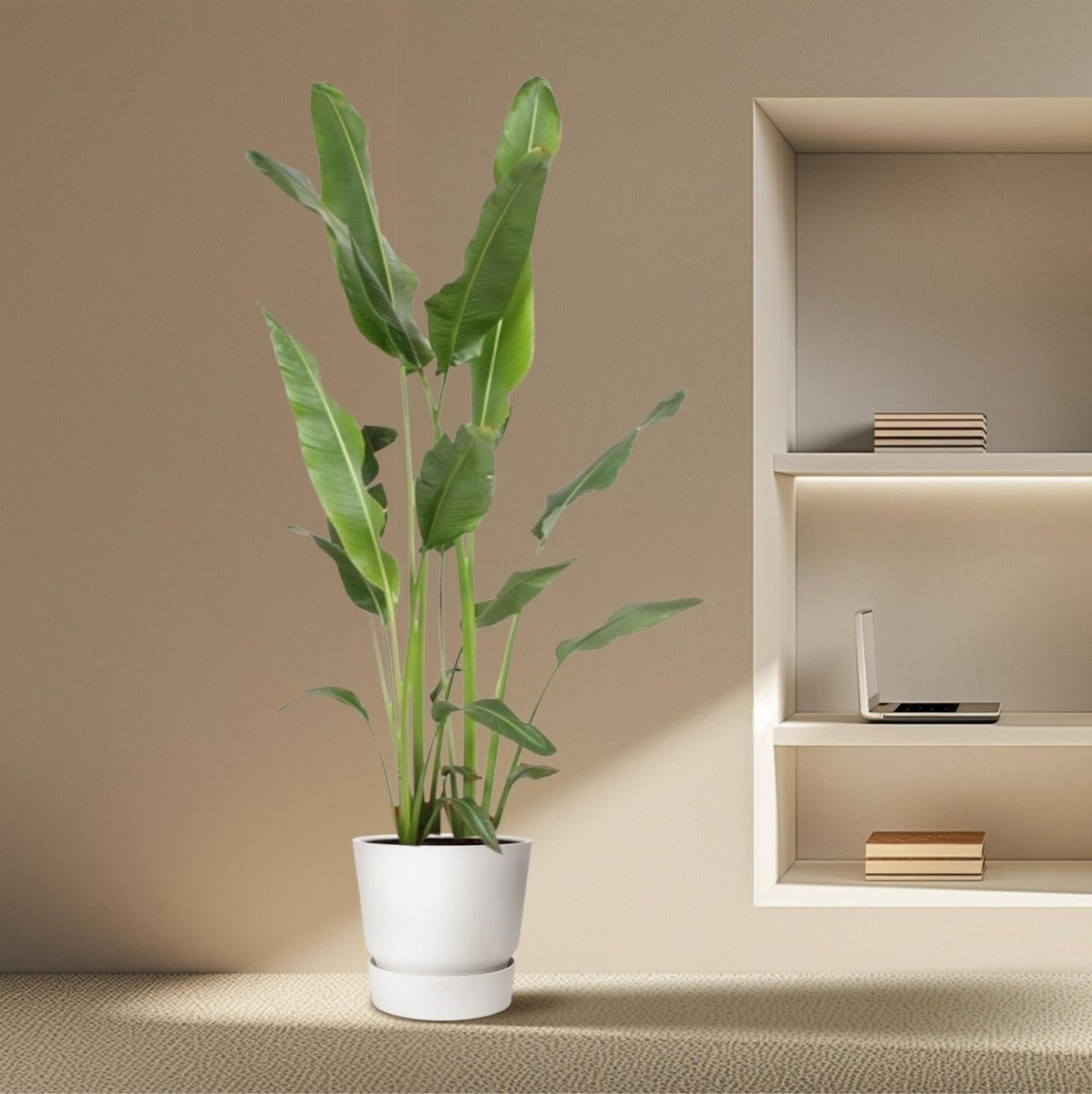 Ravenala Madagascariensis 3 - LushLeaf | Online planten bestellen