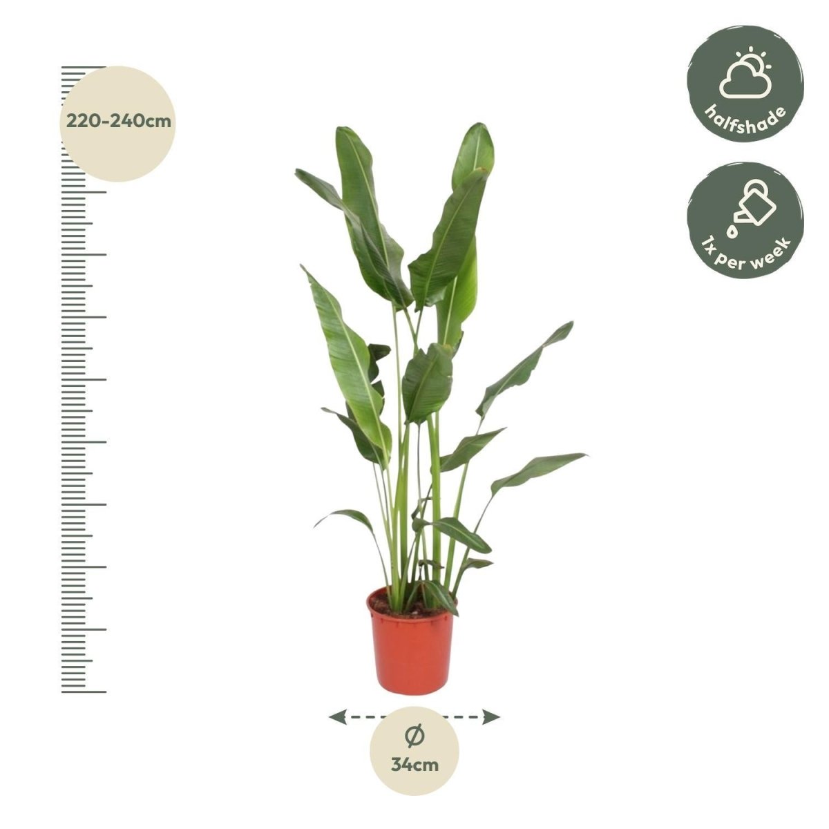 Ravenala Madagascariensis 4 - LushLeaf | Online planten bestellen