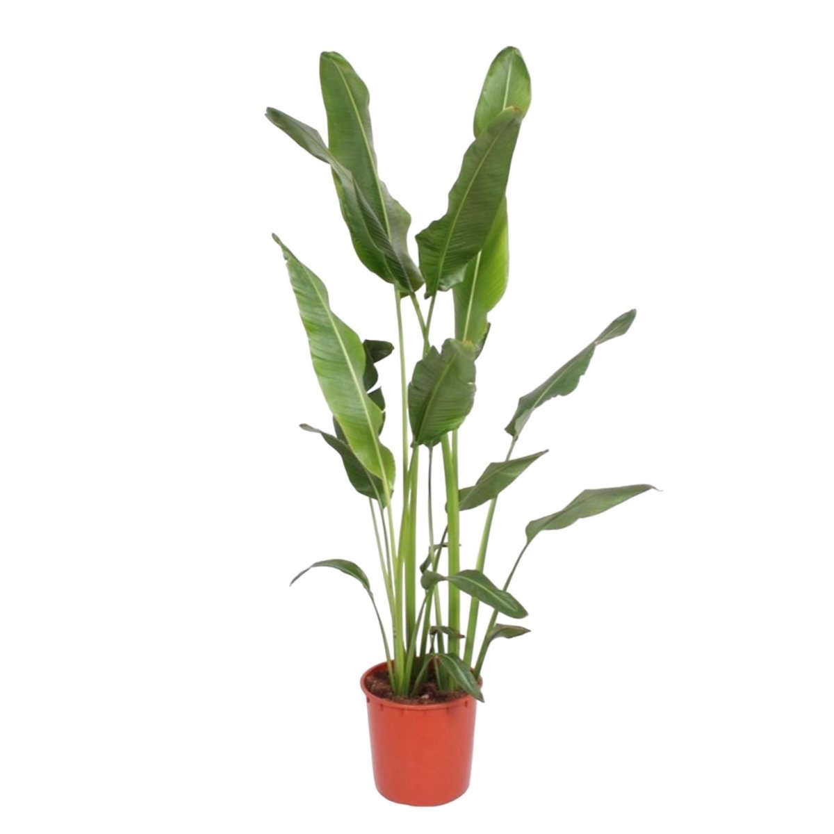 Ravenala Madagascariensis 1 - LushLeaf | Online planten bestellen