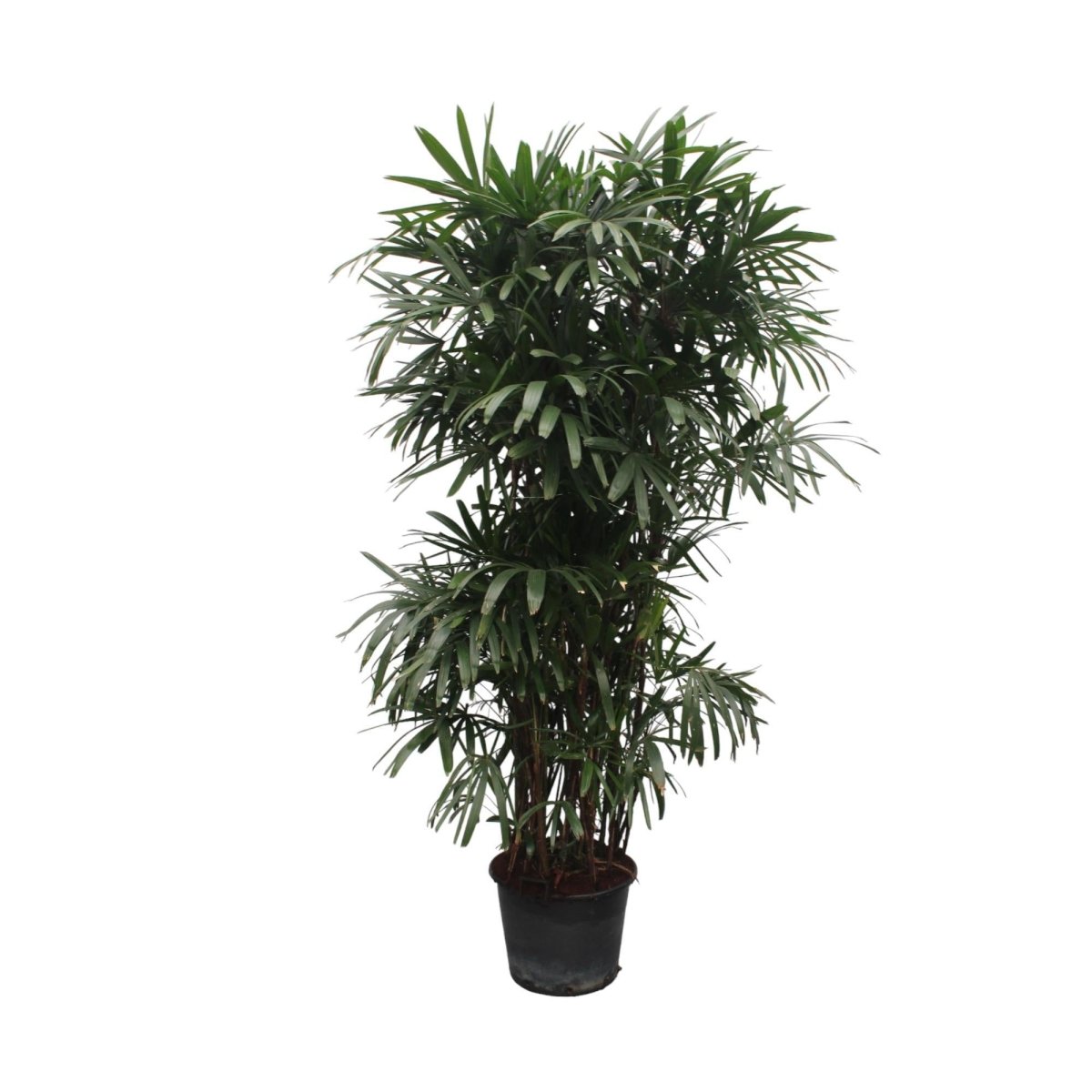 Rhapis Excelsa 8 - LushLeaf | Online planten bestellen