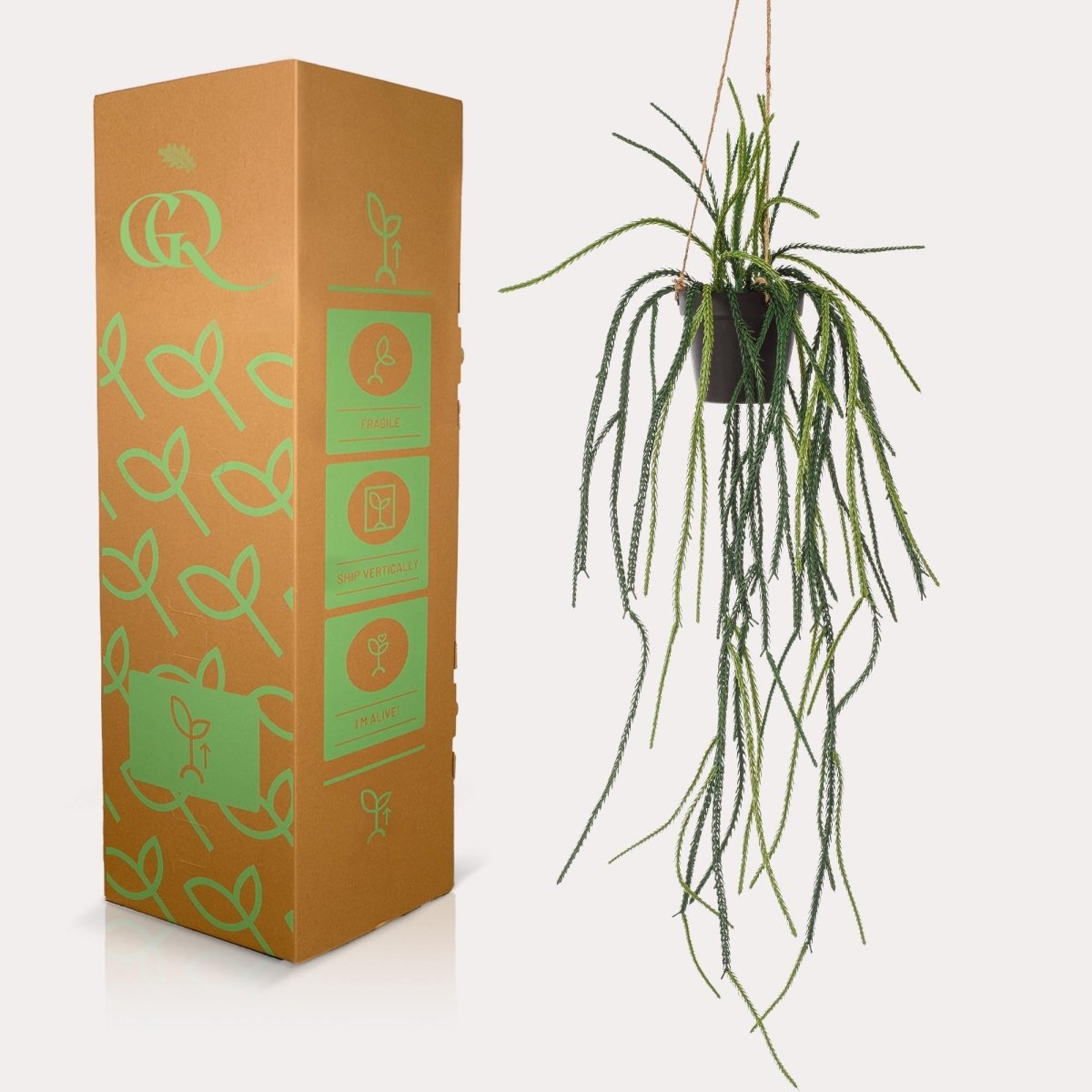 Rhypsalis - Koraalcactus | Kunstplant 3 - LushLeaf | Online planten bestellen