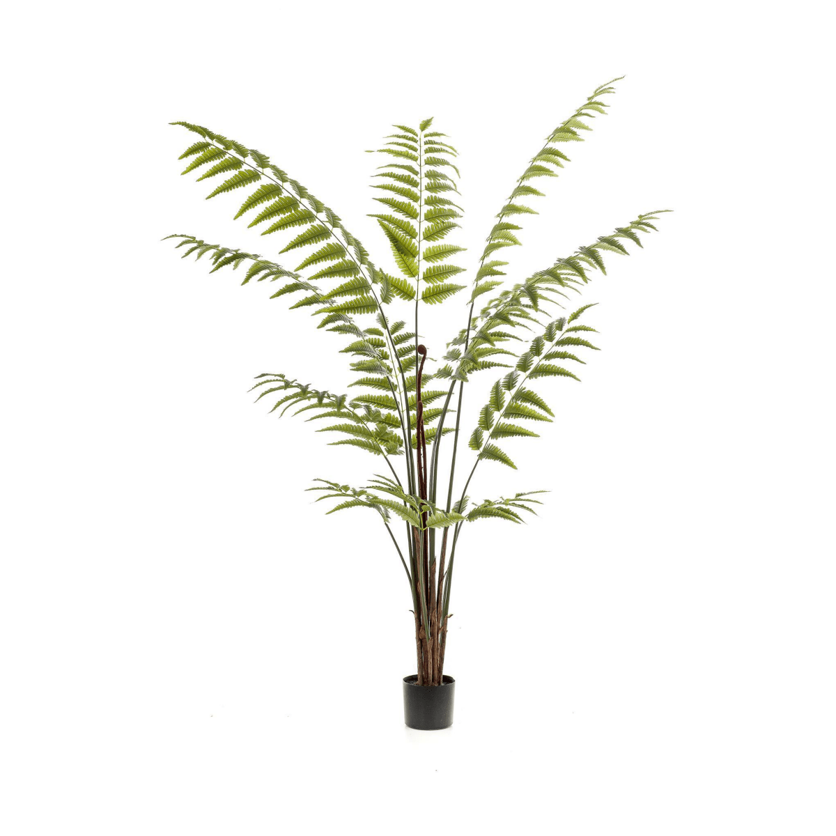 Rumohra Adiantiformis - Ledervaren | Kunstplant 5 - LushLeaf | Online planten bestellen