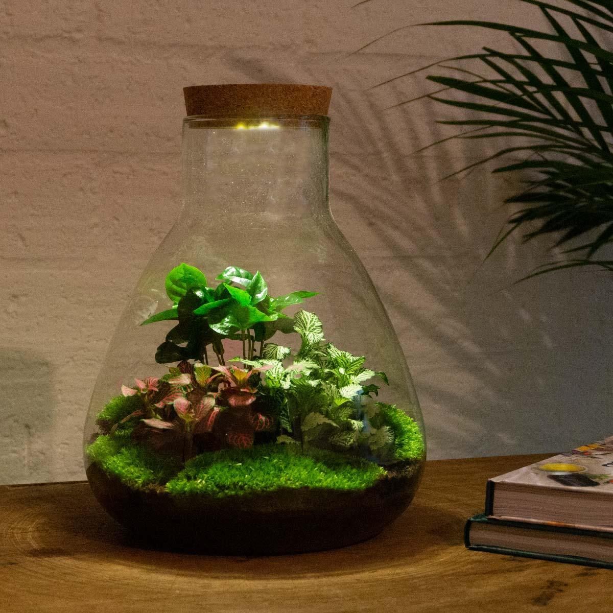 Sam Coffea met LED lamp | DIY terrarium 3 - LushLeaf | Online planten bestellen
