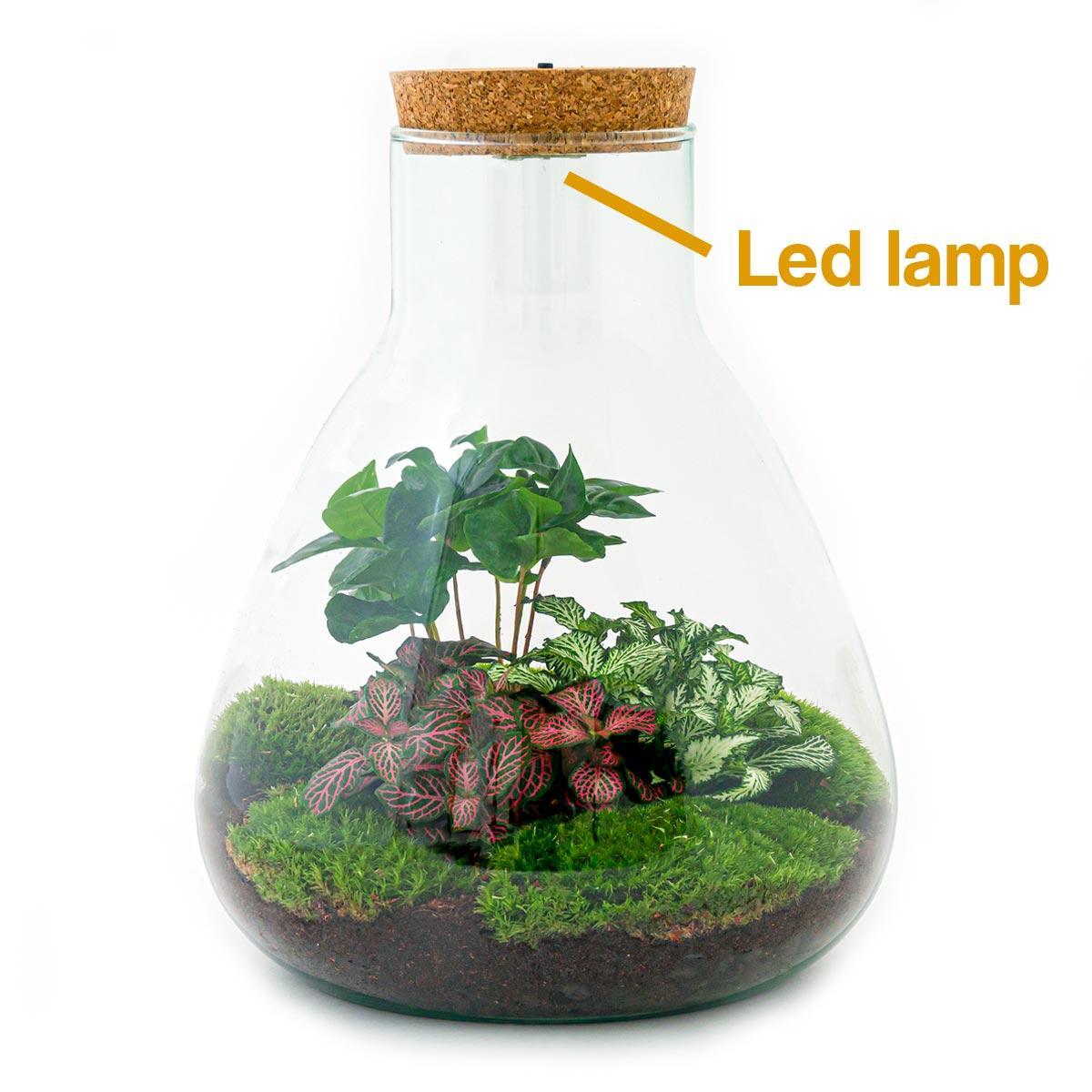 Sam Coffea met LED lamp | DIY terrarium 4 - LushLeaf | Online planten bestellen