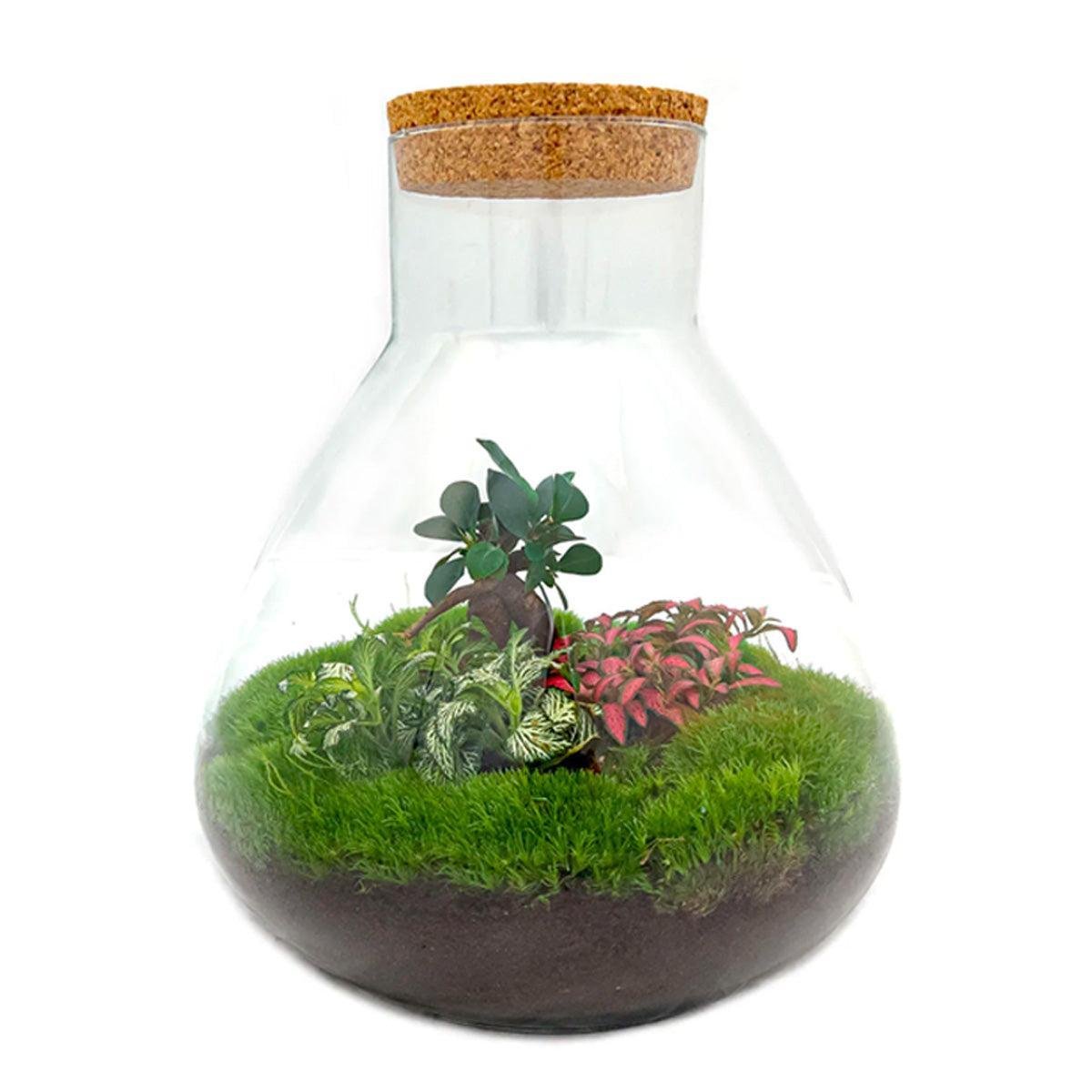 Sam L Bonsai | DIY Terrarium 1 - LushLeaf | Online planten bestellen