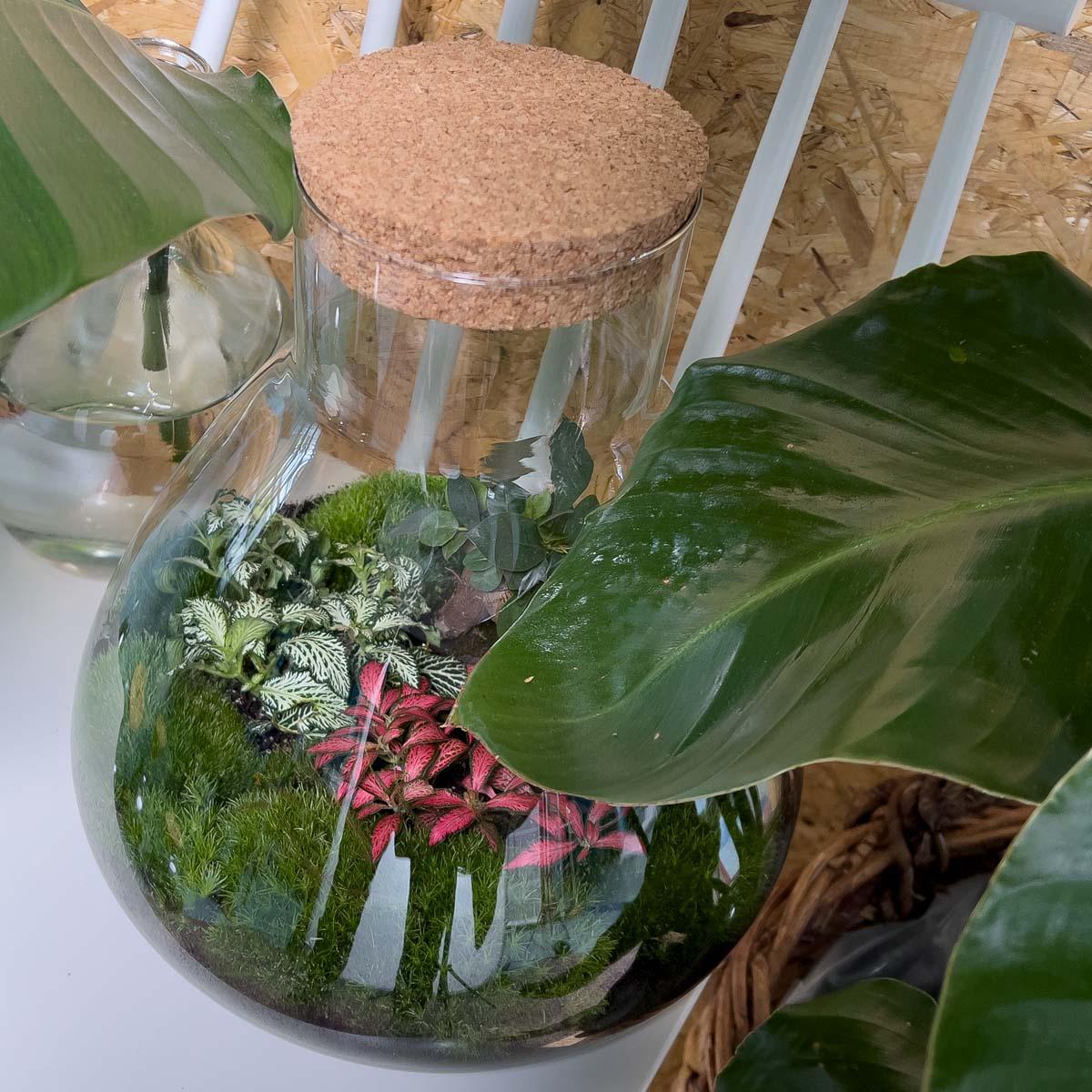 Sam L Bonsai | DIY terrarium 3 - LushLeaf | Online planten bestellen