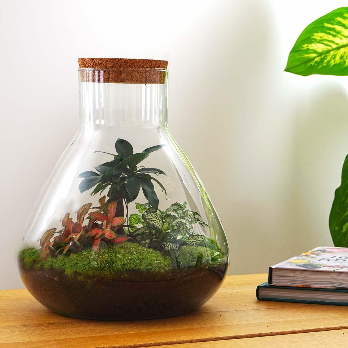 Sam L Bonsai | DIY Terrarium 3 - LushLeaf | Online planten bestellen