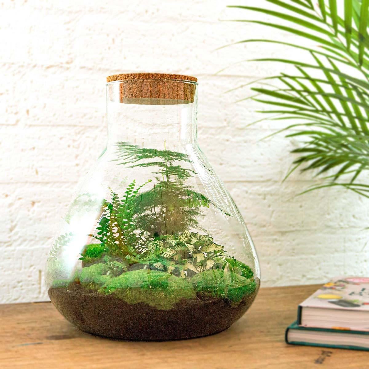Sam L | DIY terrarium 3 - LushLeaf | Online planten bestellen