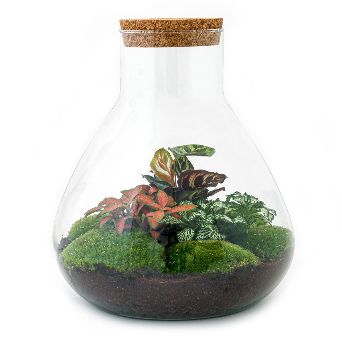 Sam L Rood | DIY terrarium 1 - LushLeaf | Online planten bestellen