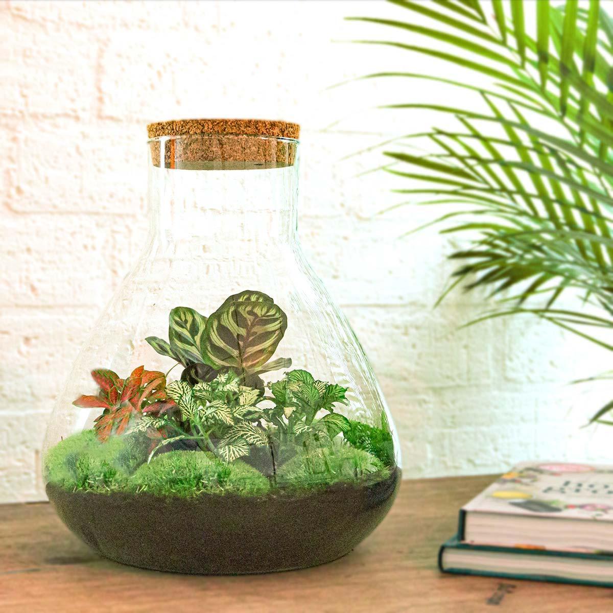 Sam L Rood | DIY terrarium 3 - LushLeaf | Online planten bestellen