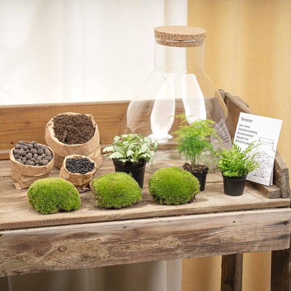 Sam XL met LED lamp | Terrarium 2 - LushLeaf | Online planten bestellen
