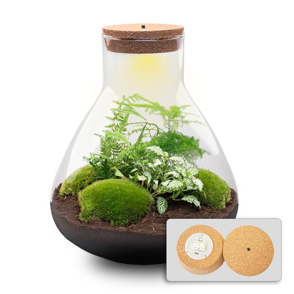 Sam XL met LED lamp | Terrarium 1 - LushLeaf | Online planten bestellen