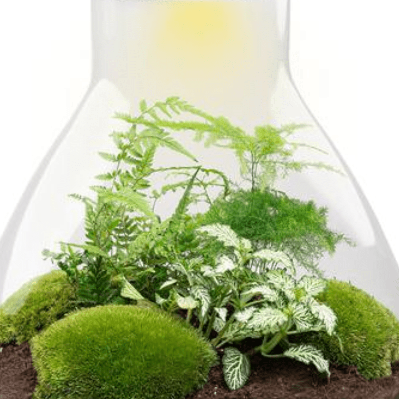 Sam XL met LED lamp | Terrarium 3 - LushLeaf | Online planten bestellen