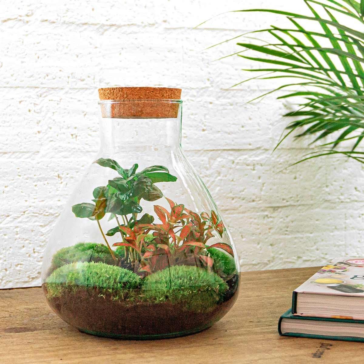 Sammie Coffea | DIY terrarium 3 - LushLeaf | Online planten bestellen