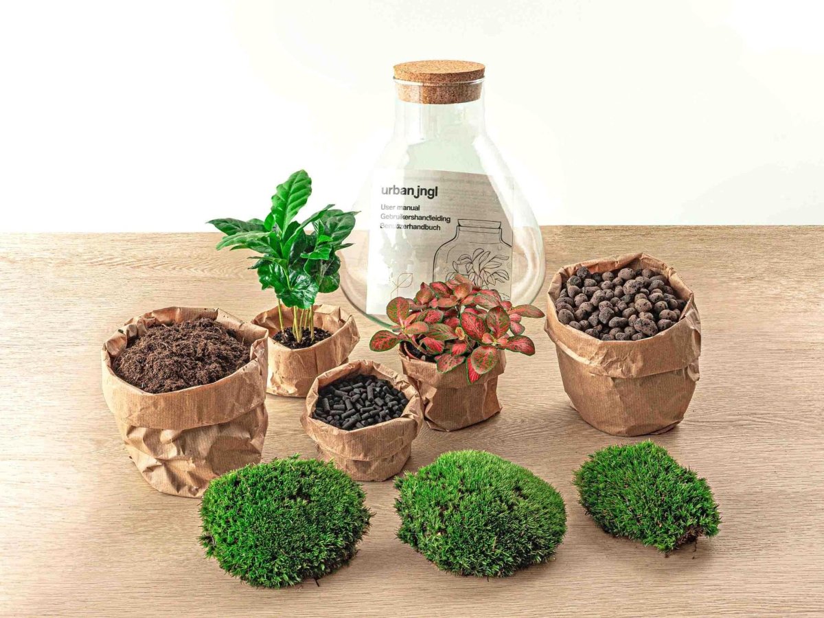Sammie Coffea | DIY terrarium 2 - LushLeaf | Online planten bestellen